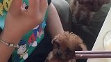 就这样看你，我不信你忍心不给吃。