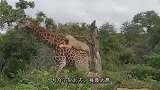 非洲母狮捕杀一只长颈鹿，结果被长颈鹿一脚踢飞，场面十分残暴
