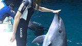 蓬莱旅游 十月一即将结束，我们的桃子子小姐姐和小海豚 给大家来个精彩亮相
