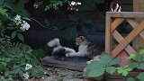 李叔同故居的猫咪省亲记。它们从故居出来后都过的怎么样呢！