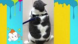 21斤的小肥猫上楼梯，燃烧我的卡路里！