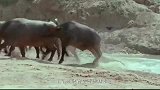 只要“它”一出现，所有动物都会围上去乖乖趴着，鳄鱼也不例外！