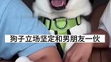 情侣吵架小狗立场坚定，直接不让女生碰，女友当时都蒙圈了！