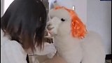 羊驼不配合，主人袜子直接套嘴上。这酸爽无法想象 羊驼 袜子
