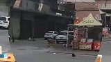 两只大狗子在打架，小狗上去劝架