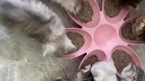 猫妈妈与猫宝宝吃饭就是香哇