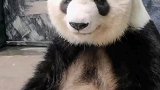 大熊猫：算了算了，是奶爸辛苦做的，尝一口这什么鬼东西啊！