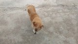 被赶出家门的土狗流浪在街上，找不到食物吃快饿死了