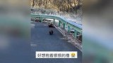 男子在野外偶遇3只小熊猫，“糙男”秒变夹子音