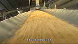 全球粮食危机要来？专家称中国米面充足不用囤，大豆却是一道坎