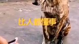 这是一只懂事有修养的狗子