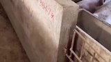 动物成精后，第一件事会做什么