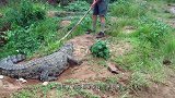 大爷野外发现一条巨鳄，找来棍子捅了两下，不料鳄鱼发怒了！