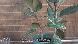 橡皮树独苗苗戳高高，“狠心”下刀，让它“饥又渴”