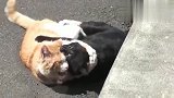 狸花猫：打得浑身是血还打，真是两条硬汉