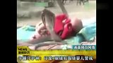 旅游-印度4眼镜蛇围绕婴儿警戒 午睡守护神！