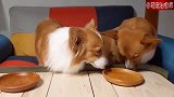 两只狗狗同时吃食物，完美诠释了急性子与慢性子的区别！