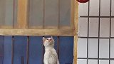 给猫点吧，猫馋得不行了