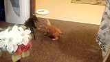 猫咪不知道在玩什么，自己都站起来了，真是搞笑极了！