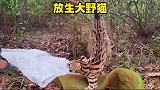 在国内看不见的野猫越南却如此之多
