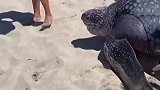 拯救回游的巨形海龟，游客们纷纷伸出援手
