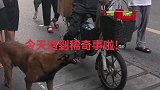 街头奇遇一个人和一只狗的时尚日常