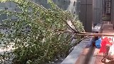 小区施工有隐患 广东86岁老人竟被树枝砸到不幸身亡