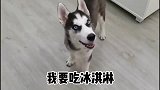 二哈：二哈智商测试一：满分100分你给二逗打几分