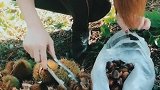 板栗是这样的你们见过吗？