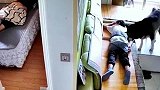 主人在沙发上睡着，聪明狗狗从卧室叼来被子