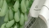 这是什么品种的葡萄，看着这么奇特，味道不知道怎么样
