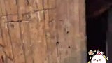 男子从外地回到湘西老家，打开门看见老人聚在一起烤火
