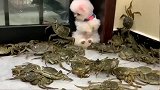 小奶狗遭螃蟹大军围困，吓得缩在一旁瑟瑟发抖