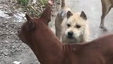 比特犬刚想发威，就给土狗围攻了，瞬间怂了！