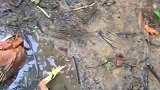一场大雨过去，死了很多鸡，心疼呀！