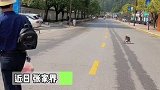 张家界：猴子横穿马路，抢夺女子手里提的食物