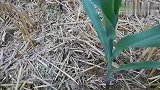 猛牛九号超级玉米：夏播不用肥，十星科技认证，衡水冀州(1)