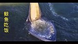 鲸鱼吃饭的样子你们看见过吗