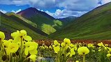 高山绿绒蒿，俗称雪山花王，生长在海拔两千米以上的高寒地区