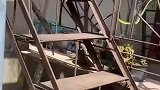 一群狗跑这么快，是准备干坏事去吗