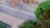 路上路人纷纷抬头，原来是树上开出美丽花朵