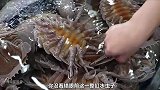 肉质鲜美的海蟑螂，只有用来炒饭，才是对一份难得食材的尊重