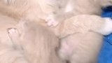 小猫:妈妈你都没刷牙,我才不要你亲我呢!