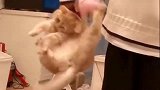 萌宠猫咪：橘猫：赶紧放开我，不然我就用佛上无影脚踢你了
