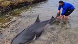 澳大利亚两渔民在悉尼捕到一条2点5米长凶猛牛鲨