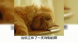 宠物冷知识：你知道养猫的好处，有哪些吗？
