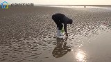 蛤蜊捡多了没意思，赶海人掐指一算还是得去找鼓包挖！