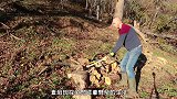 国外护林员打造飞轮斧，永远不会被木头卡死，每天劈5吨柴！