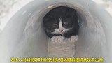 救助隧道里的小猫咪，爱心在行动，温暖永不缺席
