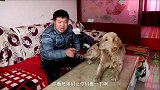 小虎说想吃鸡肉了，金毛偷偷把鸡蛋放到屁股下孵化，这傻狗可真逗